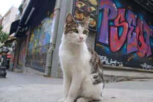 Коронавирус в Стамбуле последние новости
