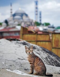 Кошки Стамбула фото