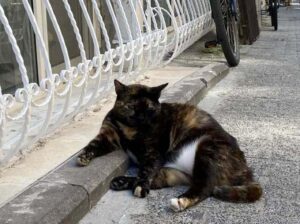 Кошки Стамбула