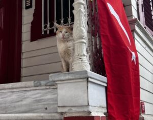 Кошки Стамбула