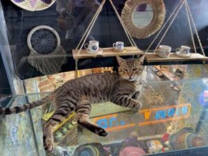 Кошки Стамбула