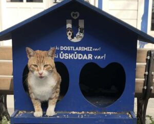 Стамбульские коты
