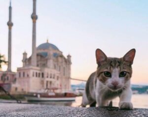 Коты Стамбула фото