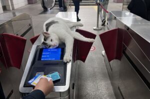 Паромы в Стамбуле